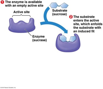 Enzyme-substrate complex cannot form