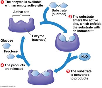 Enzyme reaction cycle