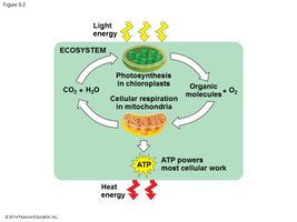 Diagram of energy flow in ecosystems: photosynthesis and cellular respiration