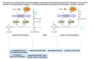 Comparison of lactic acid fermentation and ethanol fermentation