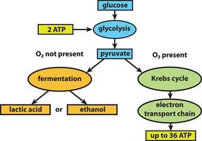 Pathways of ATP production: glycolysis, fermentation, Krebs cycle, and electron transport chain