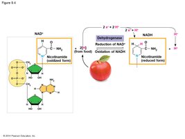 Reduction and oxidation of NAD+ and NADH