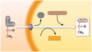 Conversion of pyruvate to acetyl CoA
