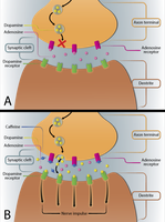 Caffeine as an adenosine receptor antagonist