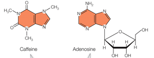 Caffeine and adenosine chemical structures