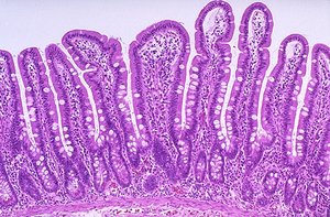 Small intestine histology