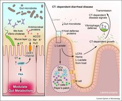 Cholera toxin effects on gut metabolism