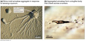 Quorum sensing in slime mold amoebae