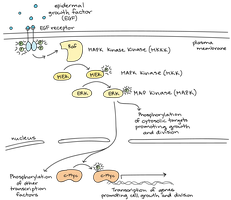 Cell signaling initiates cell division