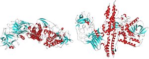 Botulinum toxin protein structure