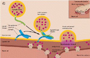 Normal neuromuscular signaling pathway