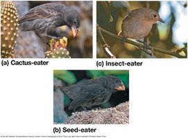 Examples of beak variation in Galapagos finches