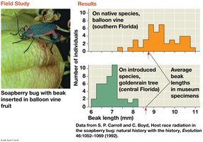 Soapberry bug beak length adaptation to fruit size
