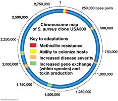 Chromosome map of MRSA clone USA300