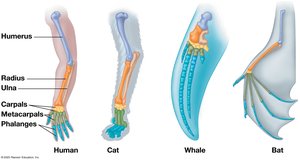 Mammalian forelimbs: homologous structures