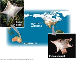 Convergent evolution: sugar glider and flying squirrel