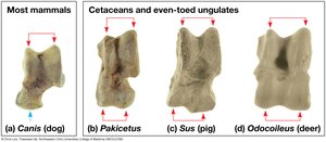 Ankle bones: evidence for cetacean evolution