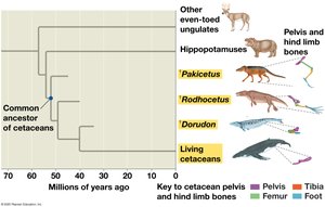 Transition to life in the sea: cetacean evolution