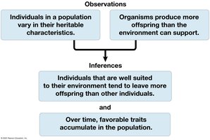 Summary diagram: observations and inferences leading to natural selection
