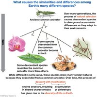 Diagram showing descent with modification and divergence among species