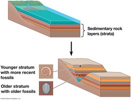 Formation of sedimentary strata with fossils