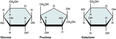 Structures of glucose, fructose, and galactose