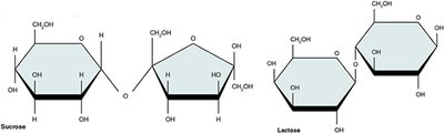 Structures of sucrose and lactose