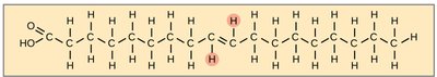 Structure of trans fat