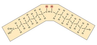 Structure of cis fat