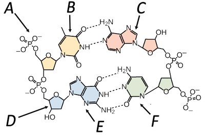 Labeled DNA molecule
