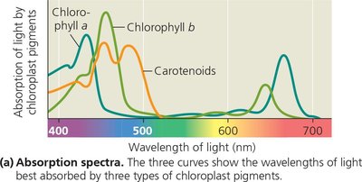 Absorption spectra of chlorophyll a, chlorophyll b, and carotenoids
