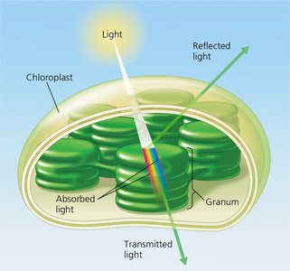 Chloroplast showing light absorption and transmission