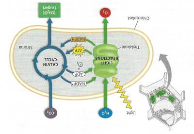 Photosystem structure and light harvesting