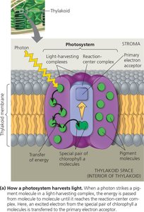 Photosynthesis overview showing light reactions and Calvin cycle