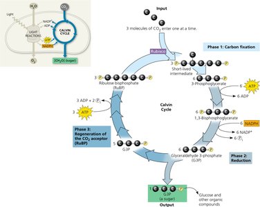 Calvin cycle diagram showing phases and requirements