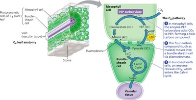 C4 pathway showing spatial separation of carbon fixation