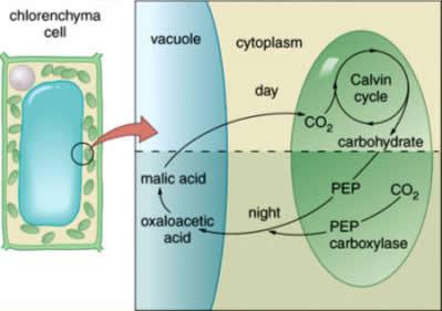 CAM pathway showing temporal separation of carbon fixation