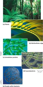 Examples of photosynthetic organisms: plants, algae, protists, cyanobacteria, purple sulfur bacteria