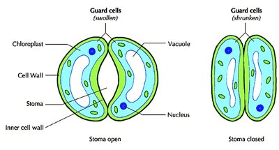 Leaf cross-section showing cuticle, epidermis, mesophyll, xylem, phloem, stomata, and guard cells