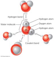 Water molecule showing covalent and hydrogen bonds