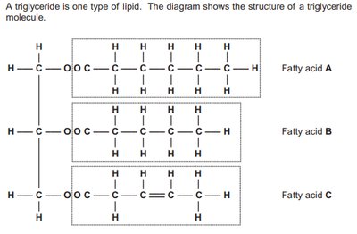 Structure of a triglyceride molecule
