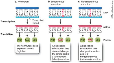 Same Sense Mutation Example General Biology Study Guide: Mutation & Genetic Variation | Notes