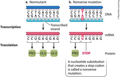 General Biology Study Guide: Mutation & Genetic Variation | Notes