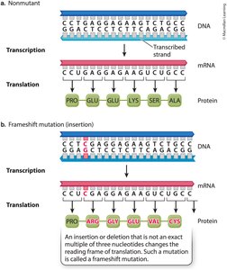 General Biology Study Guide: Mutation & Genetic Variation | Notes