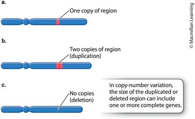General Biology Study Guide: Mutation & Genetic Variation | Notes