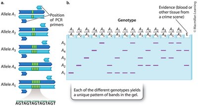 General Biology Study Guide: Mutation & Genetic Variation | Notes