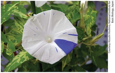 Somatic Flower General Biology Study Guide: Mutation & Genetic Variation | Notes