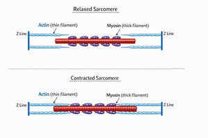 Diagram comparing relaxed and contracted sarcomeres with actin and myosin labeled