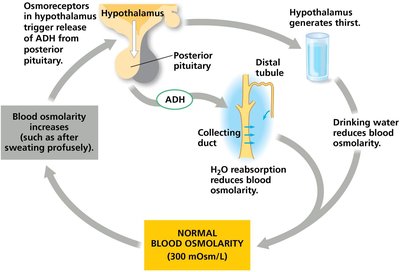 General Biology Study Guide: Neurons, Kidneys & Signaling | Notes