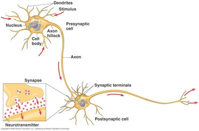 Diagram of neuron function showing electrical current down axon and chemical signal at synapse